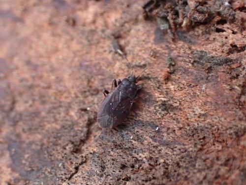 Réf. 318 776 : Drymus brunneus brunneus